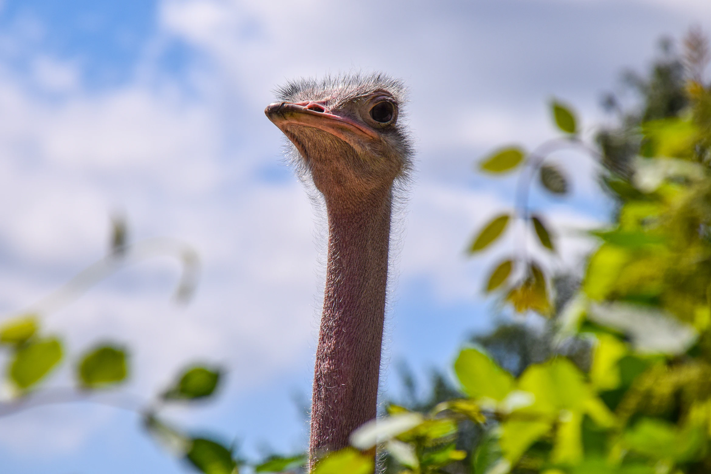 a picture of an ostrich looking interested