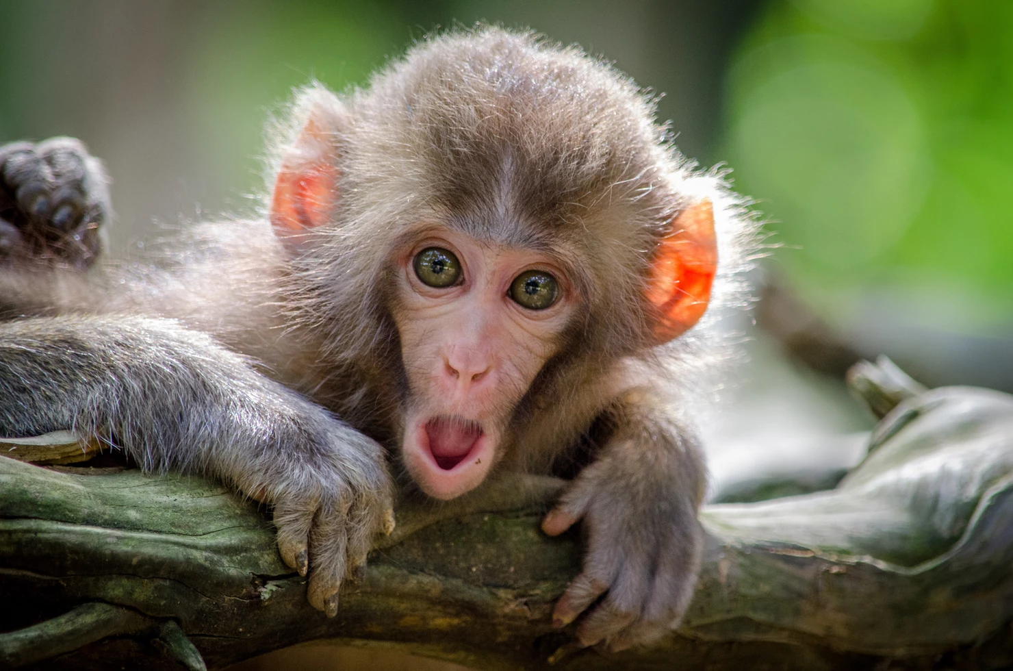 Photo of a baby monkey with a surprised expression
